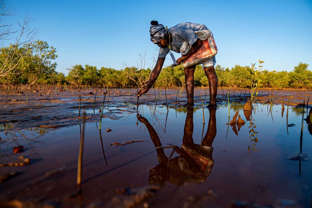 Planting mangrove trees